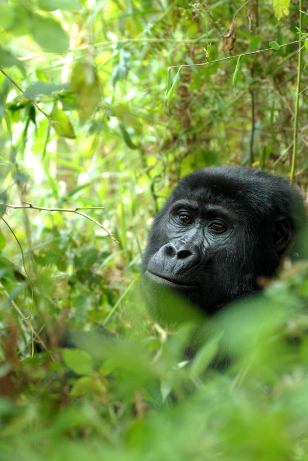 Nkuringo Bwindi Gorilla Lodge Exterior photo